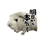 政宗とぼんじり（個別スタンプ：16）