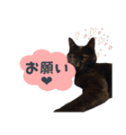 黒猫はるみ（個別スタンプ：5）