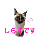 可愛いしらすと、時々キナコ（個別スタンプ：1）