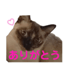 可愛いしらすと、時々キナコ（個別スタンプ：3）