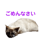 可愛いしらすと、時々キナコ（個別スタンプ：4）