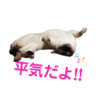 可愛いしらすと、時々キナコ（個別スタンプ：5）
