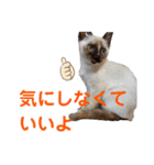 可愛いしらすと、時々キナコ（個別スタンプ：6）
