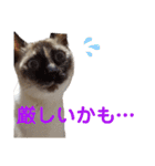 可愛いしらすと、時々キナコ（個別スタンプ：7）