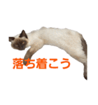 可愛いしらすと、時々キナコ（個別スタンプ：8）
