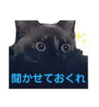 可愛いしらすと、時々キナコ（個別スタンプ：9）