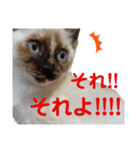 可愛いしらすと、時々キナコ（個別スタンプ：10）