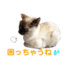 可愛いしらすと、時々キナコ（個別スタンプ：11）