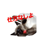 可愛いしらすと、時々キナコ（個別スタンプ：13）