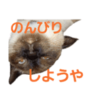 可愛いしらすと、時々キナコ（個別スタンプ：16）
