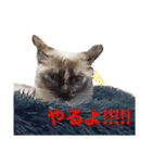 可愛いしらすと、時々キナコ（個別スタンプ：18）