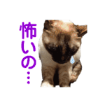 可愛いしらすと、時々キナコ（個別スタンプ：20）