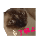 可愛いしらすと、時々キナコ（個別スタンプ：23）