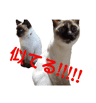 可愛いしらすと、時々キナコ（個別スタンプ：24）