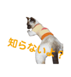 可愛いしらすと、時々キナコ（個別スタンプ：25）