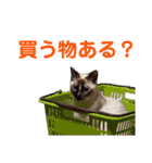 可愛いしらすと、時々キナコ（個別スタンプ：26）