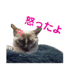 可愛いしらすと、時々キナコ（個別スタンプ：28）
