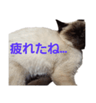 可愛いしらすと、時々キナコ（個別スタンプ：29）