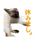 可愛いしらすと、時々キナコ（個別スタンプ：30）