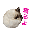 可愛いしらすと、時々キナコ（個別スタンプ：31）