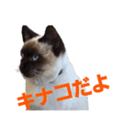 可愛いしらすと、時々キナコ（個別スタンプ：32）