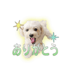 みさんちの犬（個別スタンプ：3）