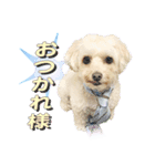 みさんちの犬（個別スタンプ：7）