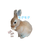 うさぎのティナちゃん2（個別スタンプ：1）