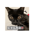 うちの黒猫(ことらくん)（個別スタンプ：1）