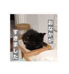 うちの黒猫(ことらくん)（個別スタンプ：2）