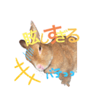 うさぎのティナちゃん3 withメダカの仲間（個別スタンプ：1）