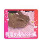 うさぎのティナちゃん3 withメダカの仲間（個別スタンプ：7）