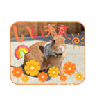 うさぎのティナちゃん3 withメダカの仲間（個別スタンプ：9）