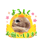 うさぎのティナちゃん3 withメダカの仲間（個別スタンプ：11）