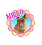 うさぎのティナちゃん3 withメダカの仲間（個別スタンプ：12）