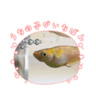 うさぎのティナちゃん3 withメダカの仲間（個別スタンプ：24）