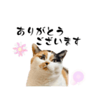 ニャーちゃんのスタンプver.4(丁寧語編)（個別スタンプ：4）