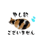 ニャーちゃんのスタンプver.4(丁寧語編)（個別スタンプ：13）