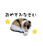 ニャーちゃんのスタンプver.4(丁寧語編)（個別スタンプ：24）