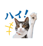 テコの応用スタンプたち（個別スタンプ：3）