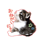 テコの応用スタンプたち（個別スタンプ：7）