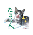 テコの応用スタンプたち（個別スタンプ：11）