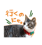テコの応用スタンプたち（個別スタンプ：13）
