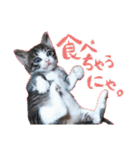 テコの応用スタンプたち（個別スタンプ：20）