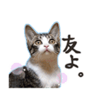 テコの応用スタンプたち（個別スタンプ：21）