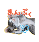 テコの応用スタンプたち（個別スタンプ：23）