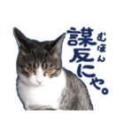 テコの応用スタンプたち（個別スタンプ：30）