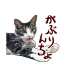 テコの応用スタンプたち（個別スタンプ：36）