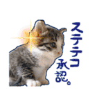 テコの応用スタンプたち（個別スタンプ：38）