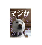 白柴ゆずくん（個別スタンプ：4）